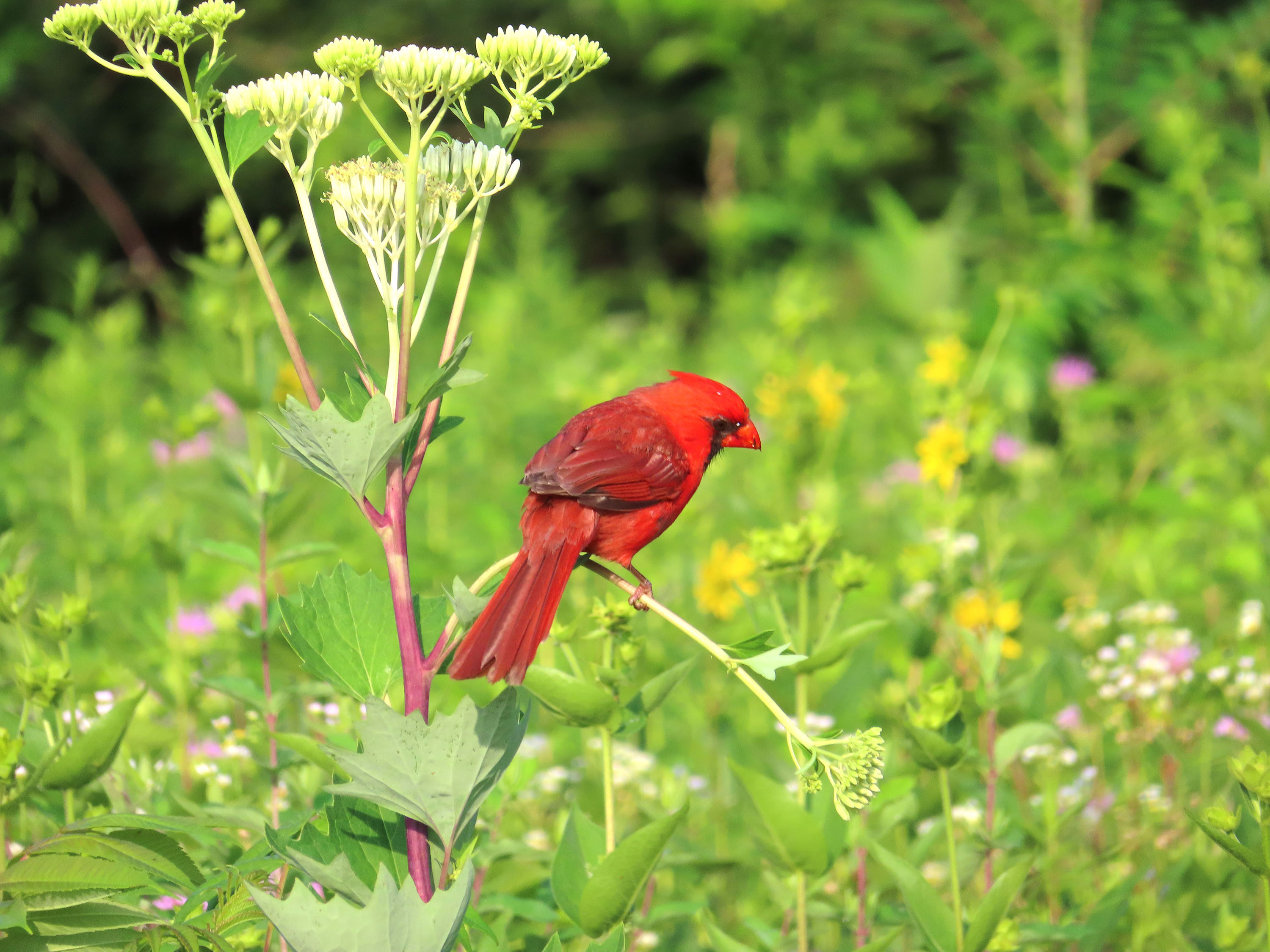 Red Cardinal Australia